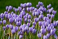 Field of flowering purple crocuses