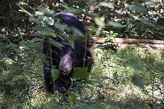 Sri Lankan sloth bear
