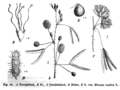 Mimose (Mimosa pudica), Illustration