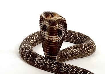 A cobra with its hood raised.