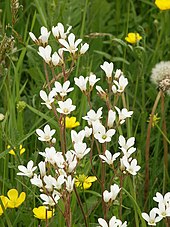 Flowers of Saxifraga granulata