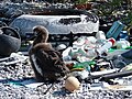 Laysan albatross chick in a contemporary modified habitat, surrounded by human marine debris