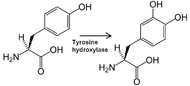 Tyrosine hydroxylase reaction