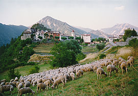 A flock of sheep outside Rigaud village