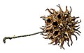 American sweetgum tree ball (spiny seed pod)