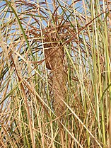 Black-breasted weaver nest suspended from grass, India