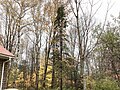 Black Spruce in fall