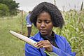 Agronomist, Zimbabwe checks the crop