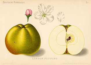 Londonpepping, Skizze von 1882