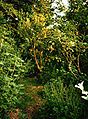 Image 9Robert Hart's forest garden in Shropshire (from Agroforestry)