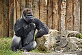 G. g. gorilla, Krefeld - 0594.jpg