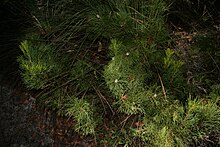 Photograph of a bush with thin green leaves in shade