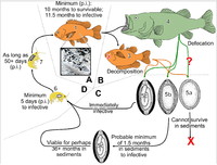 Life cycle of the parasitic nematode Huffmanela huffmani[25]