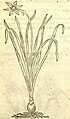 N. serotinus, John Gerard, The Herball 1597