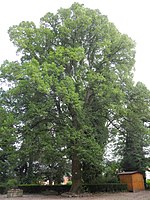 Großbaumbestand an der Stiftskirche (1 Bergahorn, 1 Winterlinde, 1 Eibe)