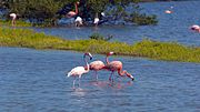 Flamingos on North Caicos