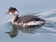 A bird in water, facing to the left. The bird has a brownish head, a whitish chin and upper throat, whitish flanks, and an overall brownish look.