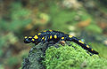 Feuersalamander (Salamandra salamandra )