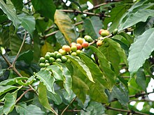 A photograph of a Coffea arabica (Arabica coffee) plant blooming dozens of fruit