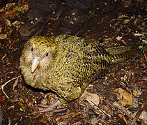 A large, flightless, green parrot called the kākāpō, which feeds on the leaf bases of D. fiordense.