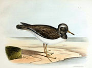 Locally extinct shore plover, once thought a separate species
