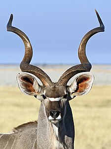 Greater kudu (nominated)