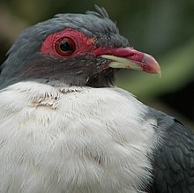 head shot of greyish pigeon with red skin around the eye and a white chest