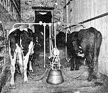 In einem Stallraum stehen zwei Kühe mit dem Hintern zum Betrachter, über sich ein Gestänge. Mittig dazwischen ein glockenförmiger Behälter mit aufgesetzter Apparatur, von dem zwei Schläuche zu den Eutern der Kühe gehen.