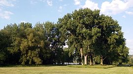 The cottonwood grove features 100-foot (30 m) cottonwood trees mixed with maples and other species