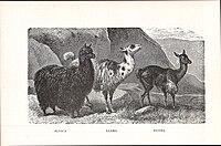 Comparison of alpaca, llama, and vicuña (1914)