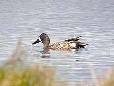 Blue-winged teal, this non-breeding species may be found in both the north and south regions of the main island.