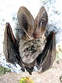 The long tragus of the brown long-eared bat