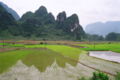 Reisfelder in Cao Bằng