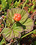 Newfoundland cloudberry