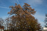 Sommereiche (Quercus robur)