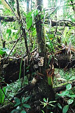 An epiphytic N. truncata from the Pantaron Range near San Fernando