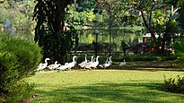 Pilikula Botanical Garden - Geese wandering around the lake