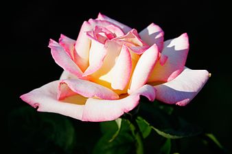 Colombia is the main producer and exporter of roses worldwide