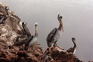 Pelicans, Ballestas Islands