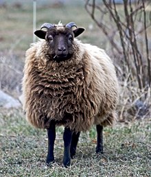 A small, brown Shetland sheep with small horns