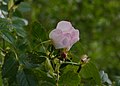 Wilde Rose im Nationalpark