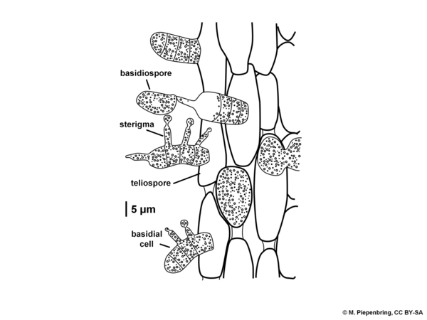 Column of germinating teliospores of Cionothrix praelonga, Pucciniales Basidiomycota (diagram by M. Piepenbring)