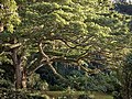 2017 – 4. Platz: Regenbaum, auf Martinique (Frankreich)
