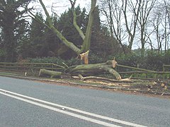 Windthrown tree after first-stage clearing up, Hale, Greater Manchester, England