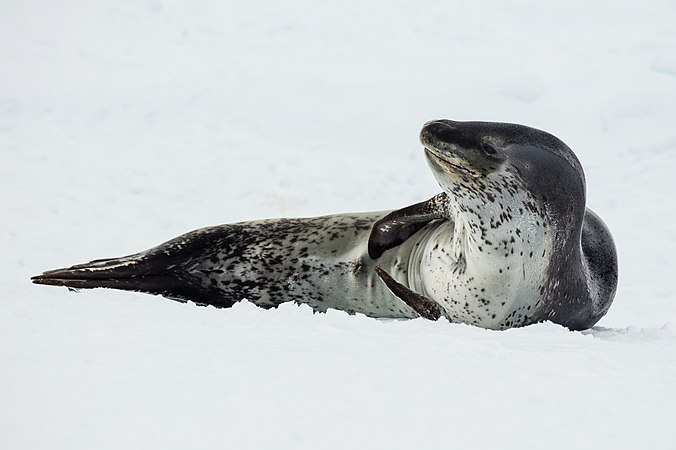 Leopard seal (created and nominated by Godot13)