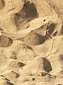 Antlion larva trails (doodles) in sand