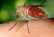 Culex mosquitoes are the vectors for West Nile Virus