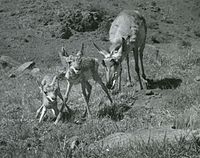 Doe with fawns about an hour old, near Fort Davis, Texas, 1947. Photo by Smithsonian zoologist Helmut Buechner