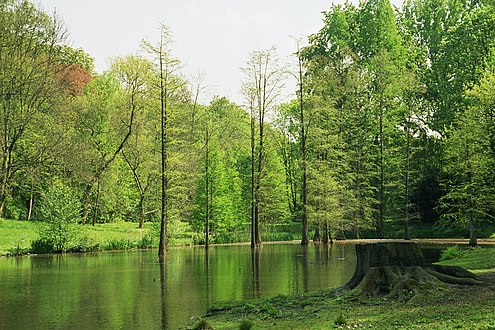 Water cypress at the small lake