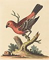 Plate 123: "The Greatest Bulfinch-Cock" now the pine grosbeak (Pinicola enucleator)[27]
